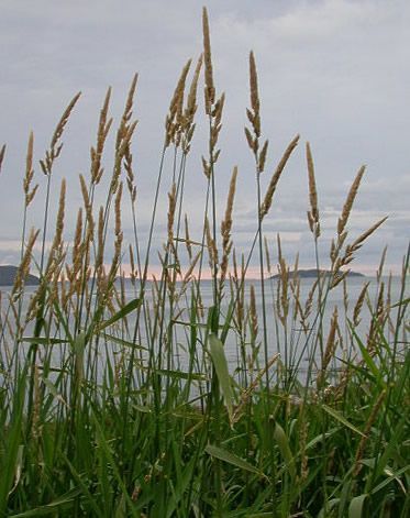 Canaria Hound's-grass - Phalaris arundinacea -  канареечник (двукисточник) красный (тростниковый)